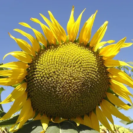 Monte Santa Maria Tiberina Sleeps 4 With Pool And Wifi Apartamento Monteleone dʼOrvieto